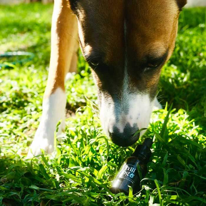 Chill Dog pet CBD by calmXtract – organic CBD drops for dogs